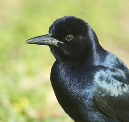 Image showing Boattail Grackle