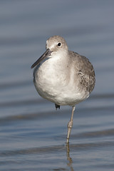 Image showing Eastern Willet