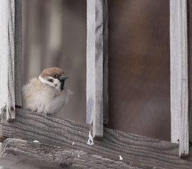 Image showing Tree Sparrow