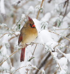 Image showing Northern Cardinal