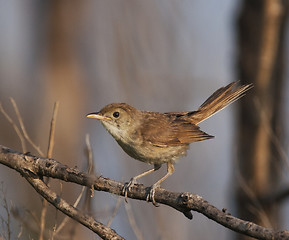 Image showing Thick-billed Warbler