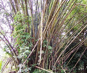 Image showing bamboo tree