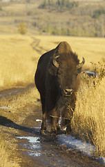 Image showing American Bison