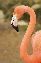 Image showing Flamingo portrait