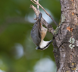 Image showing Eurasian Nuthatch