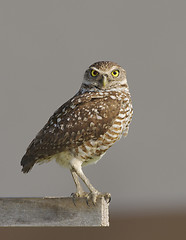 Image showing Burrowing Owl