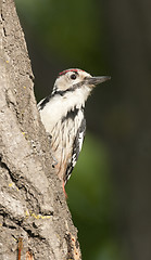 Image showing White-backed Woodpecker