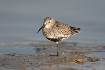 Image showing Dunlin