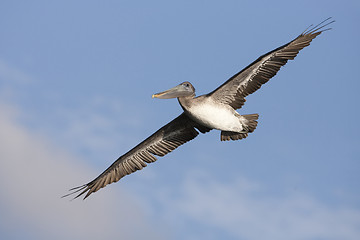 Image showing Brown Pelican