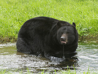 Image showing American Black Bear