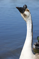 Image showing Swan Goose