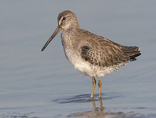 Image showing Short-billed Dowitcher