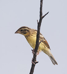 Image showing Yellow-breasted Bunting