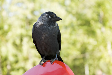 Image showing black bird