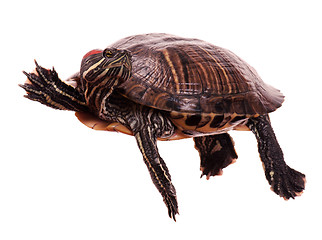 Image showing Turtle