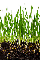 Image showing Wheat grass