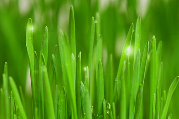 Image showing Wheat grass