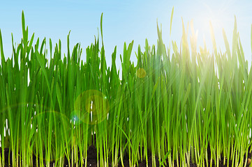 Image showing Wheat grass
