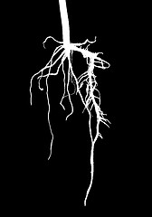 Image showing White roots