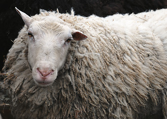 Image showing sheep