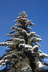 Image showing fir-tree