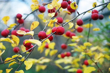 Image showing apple-tree