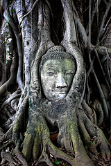 Image showing buddha head in tree