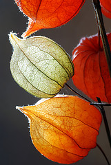 Image showing Physalis