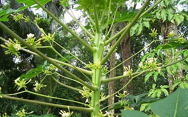 Image showing papaya flowers