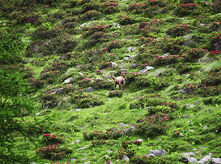 Image showing wild chamois