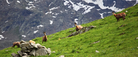 Image showing wild chamois on alps