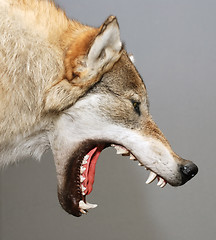 Image showing wolf