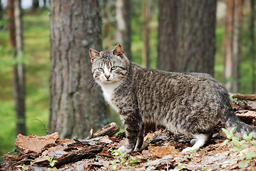 Image showing wild cat