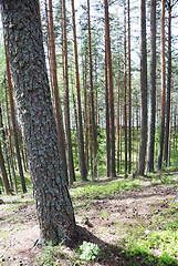 Image showing pine wood