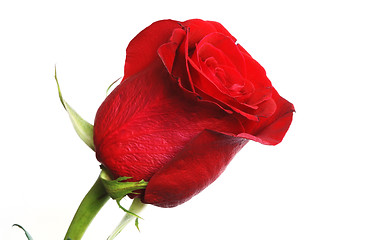 Image showing rose