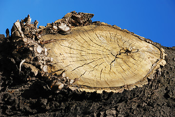 Image showing wooden circle