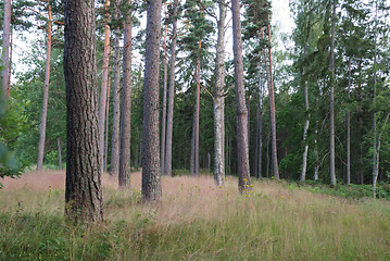 Image showing pine forest