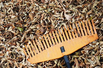 Image showing rake and dry leaves