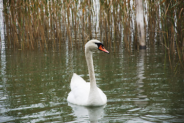 Image showing swan