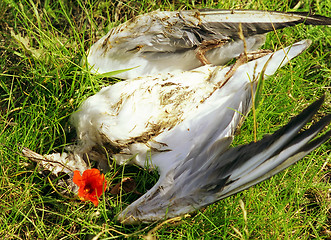 Image showing dead bird