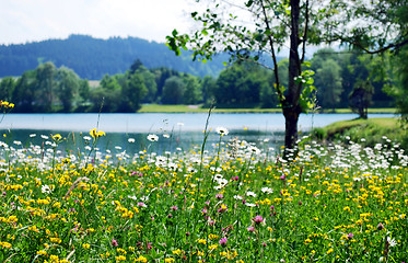 Image showing spring meadow