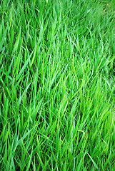 Image showing grass background