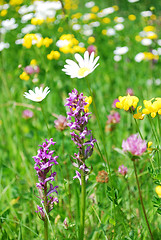 Image showing mountain meadow