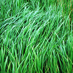 Image showing green grass blades