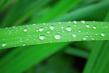 Image showing water drops