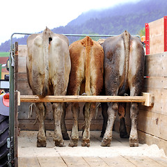 Image showing cows