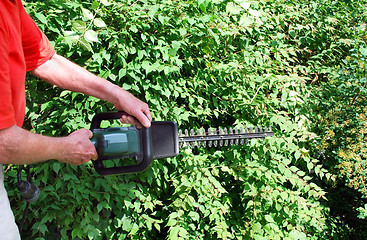 Image showing man with hedge trimmer