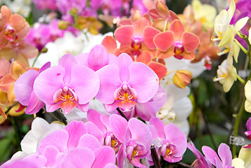 Image showing orchids