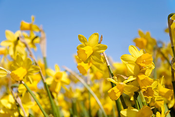 Image showing narcissus