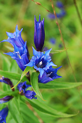 Image showing blue gentian